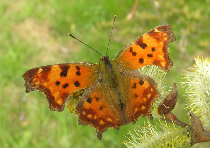 Polygonia c-album